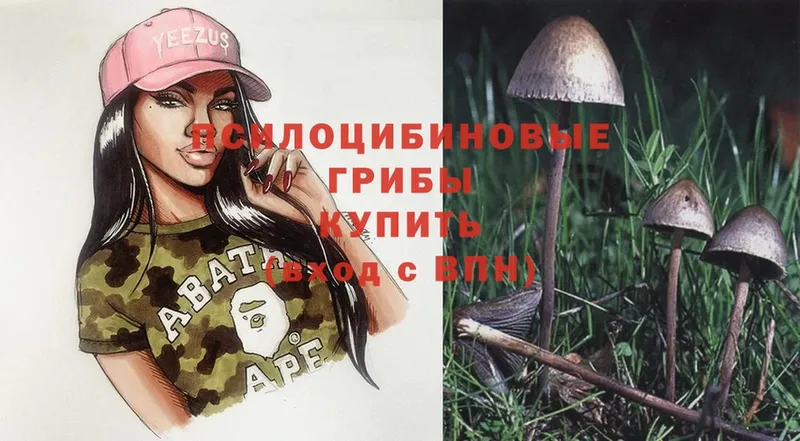 где продают   Малгобек  кракен зеркало  Псилоцибиновые грибы Psilocybine cubensis 